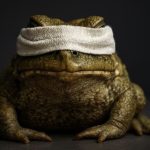 Significado espiritual y bíblico de soñar con sapos y ranas soñar con sapos y ranas significado biblia